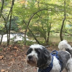 Meet your Posher, Dyan